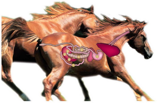 ló fertőző vérszegénysége